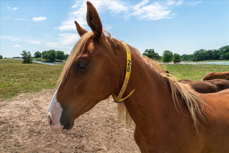 Welcome home to The Bluffs at Cedar Ridge, where peaceful living meets everyday convenience in one of Jordan's most desirable neighborhoods.